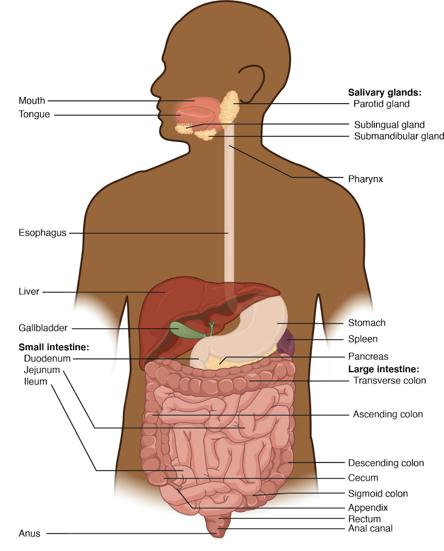 5 The Digestive System.jpeg